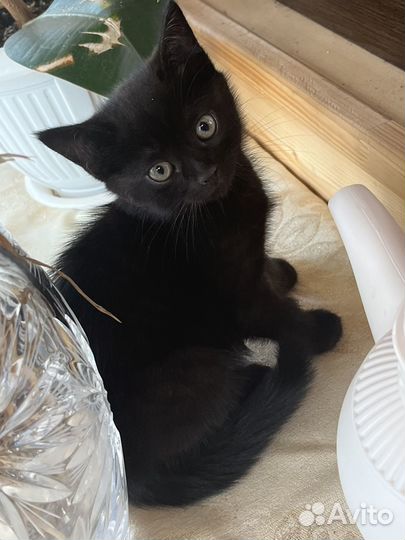 Котенок в дар