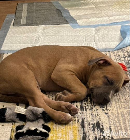 Щенок питбуля