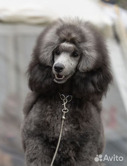 Малый пудель щенки