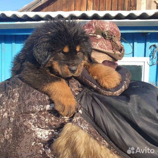 Тибетский мастиф щенки