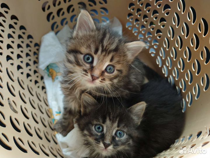 Котята 2 месяца