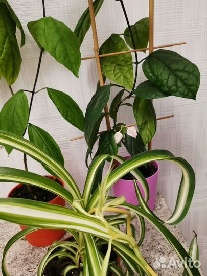 Хлорофитум