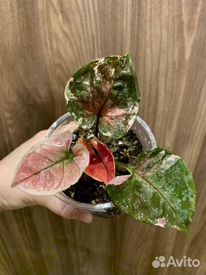 Сингониум клубничный лед galaxy