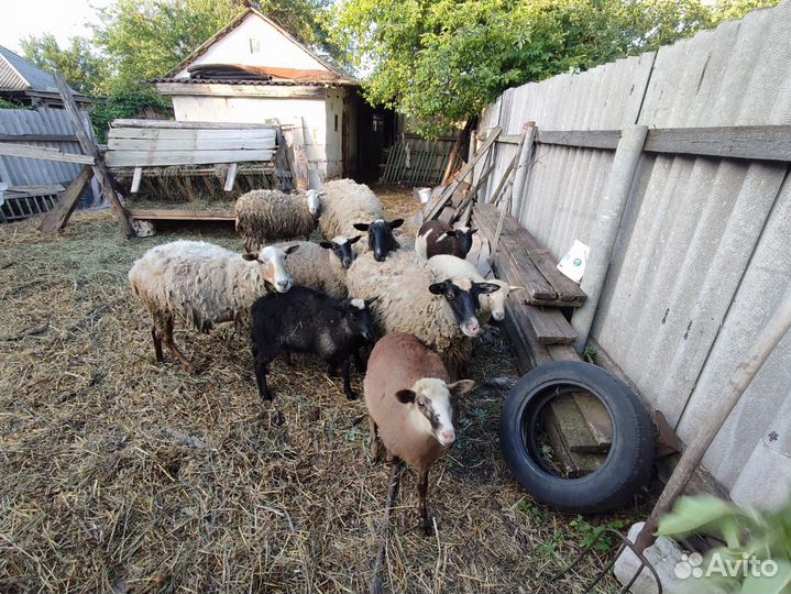 Овцы бараны ягнята