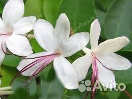 Новинки Клеродендрумы сортовые