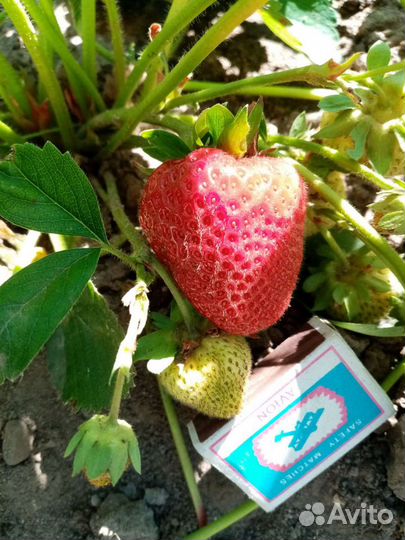 Саженцы, ростки клубники гигантелла и др. сорта