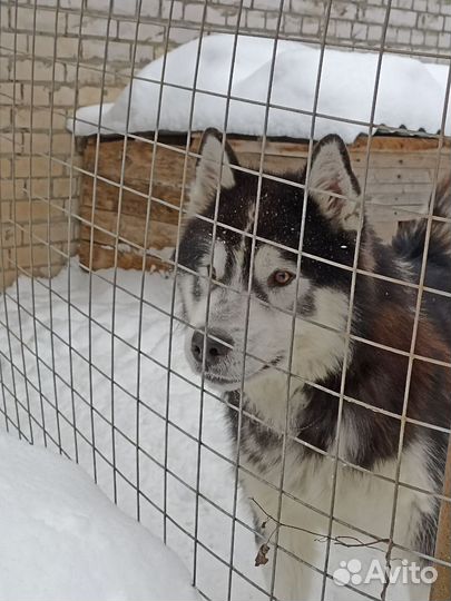 Домашние животные бесплатно собака Маламут