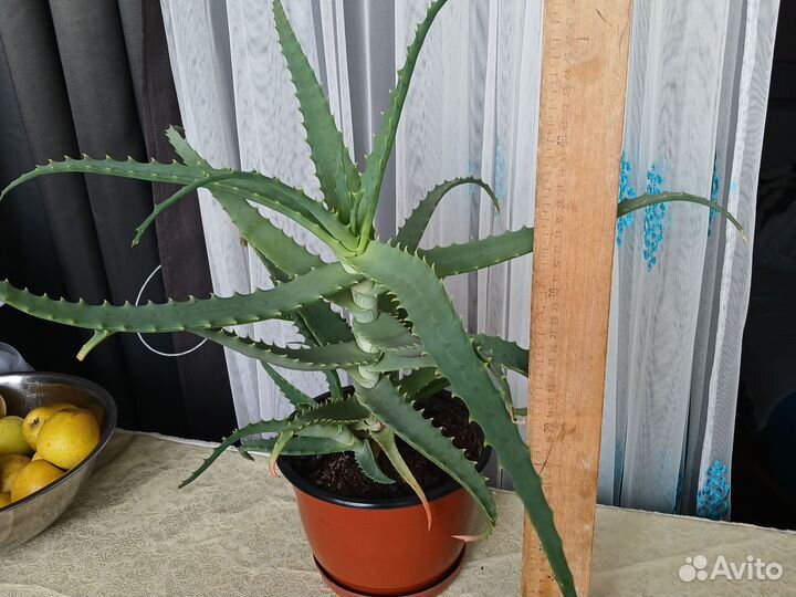 Превосходный Алоэ столетник древовидное