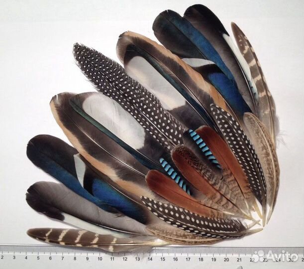 Перья сойки, цесарки, утки и др птиц для украшений