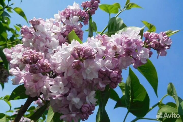 Саженцы сирени красавица Москва