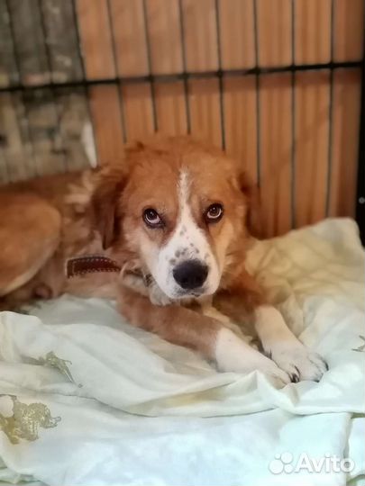 Прижмите к сердцу рыжую собаку