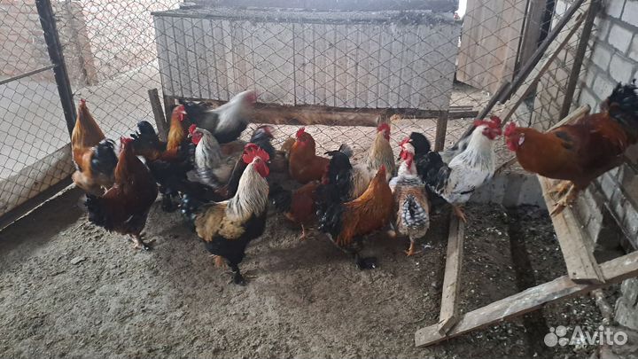 Молодые петухи