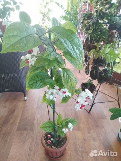 Комнатные цветы