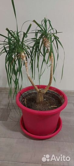 Бокарнея нолина