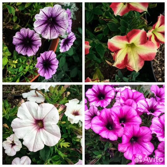 Цветы оптом. Приглашаем к сотрудничеству