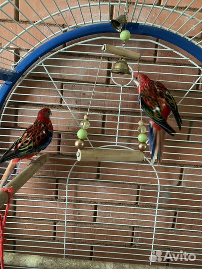 Попугай розелла