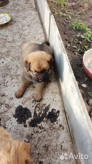 Собаки щенки бесплатно