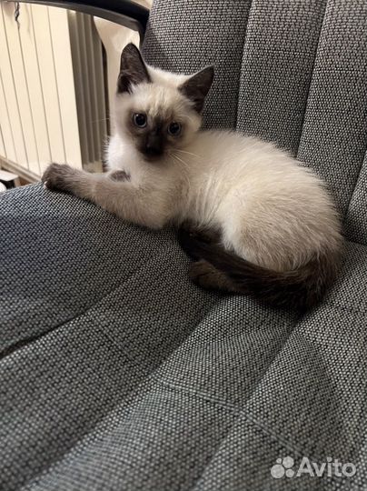Сиамский котенок мальчик в добрые руки
