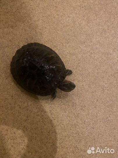 Черепаха