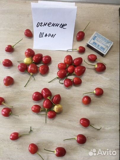 Семена из сверхострых и острых перцев