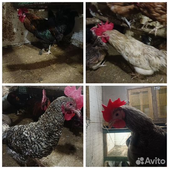 Молодые петухи