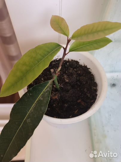 Лавровое дерево