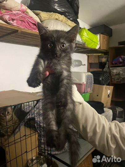 Котенок дымчатый в добрые руки