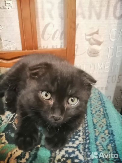 Котята метисы от британца