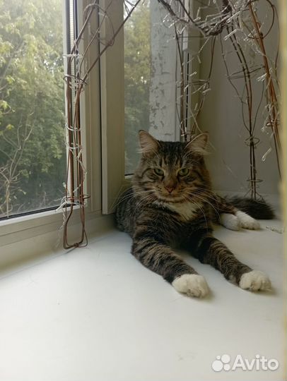 Передержка собак кошек в домашних условиях