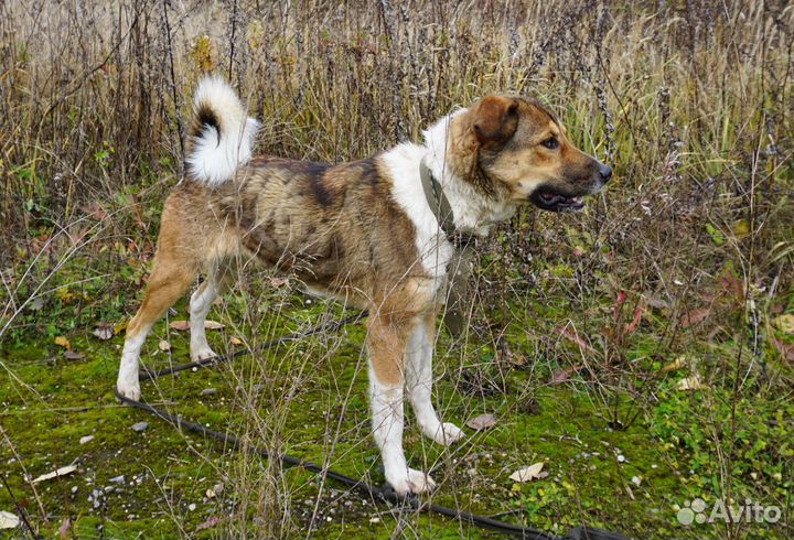 Умнейшая собака Пуня