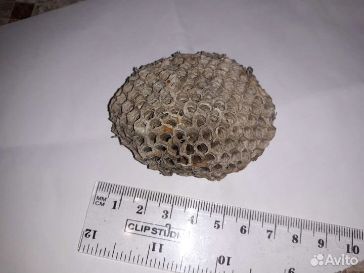 Осиное гнездо