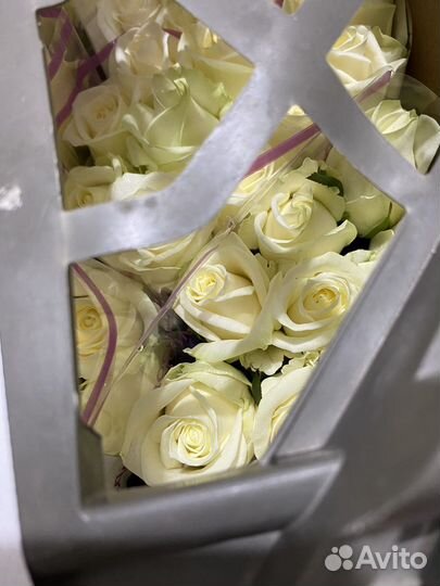 Розы белые Аваланш цветы букеты 15 19 25 29