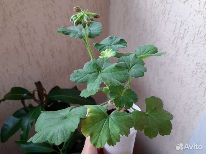 Пеларгония герань