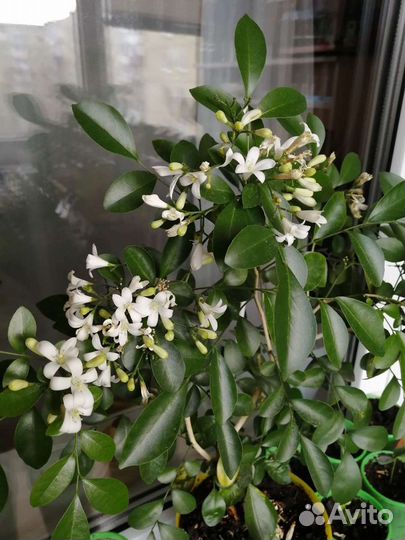 Муррайя, или апельсиновый жасмин