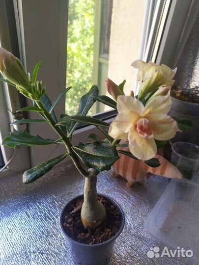 Адениум прививка