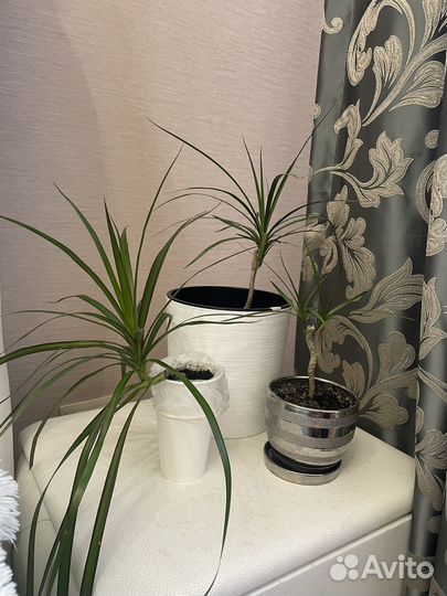 Драцена маргината