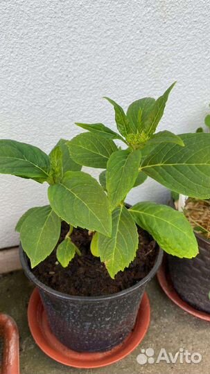 Гортензия бесконечное лето крупнолистовая