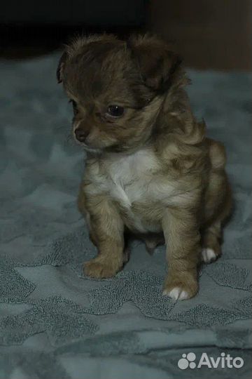 Длинношерстные чихуахуа