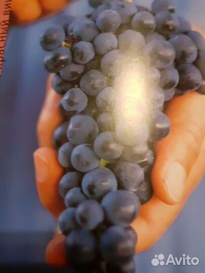 Дженсис Робинсон Как дегустировать вино