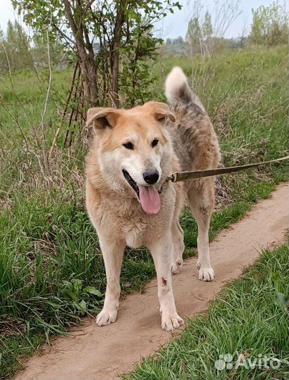 Кобель на охрану