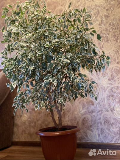 Фикус бенджамина большой