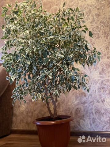 Фикус бенджамина большой