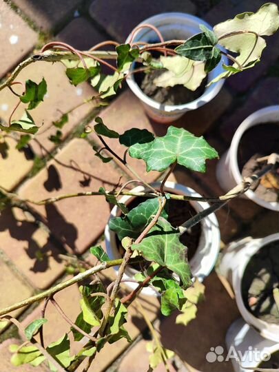 Плющ, Лаванда