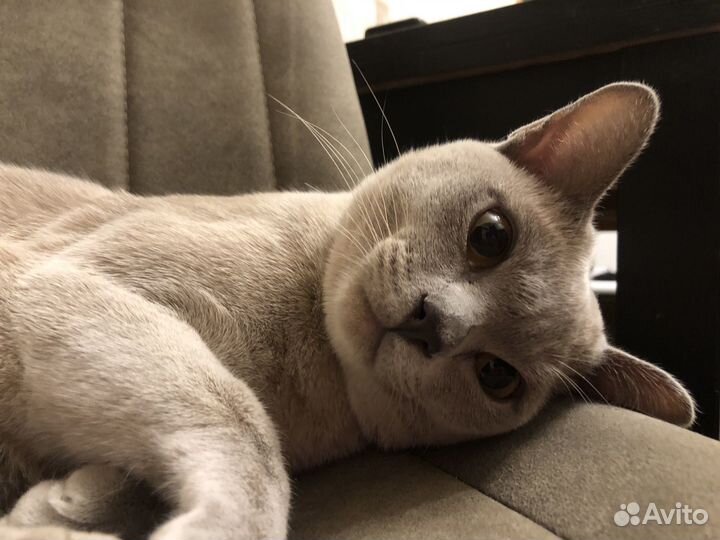 Вязка Бурманский Кот
