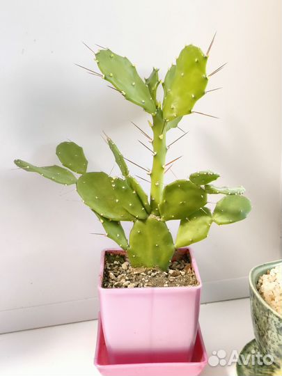 Опунция бразилиенсис