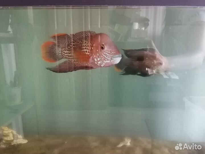 Аквариум с тумбой