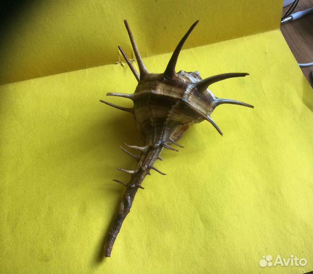 Морская раковина Murex (bolinus ) cornutus 155 мм