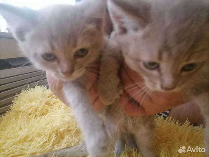 Котята в добрые руки мальчик и девочка