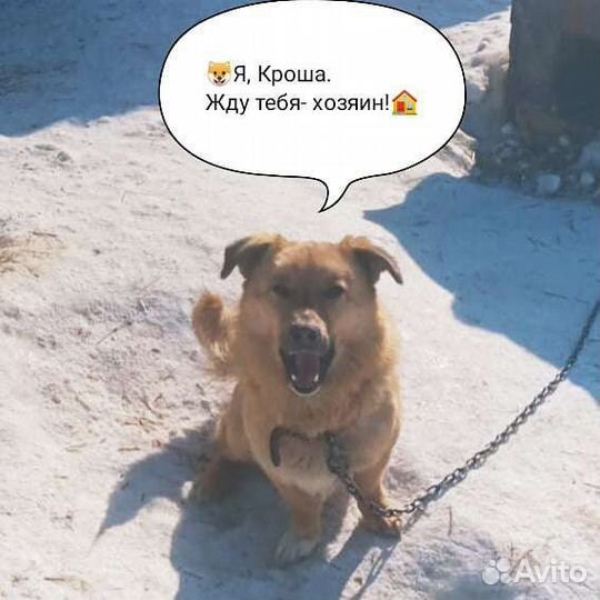 Кроша ищет дом