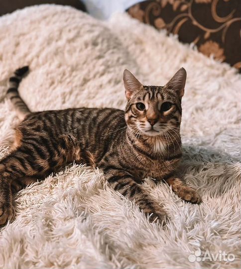 Котик в добрые ручки